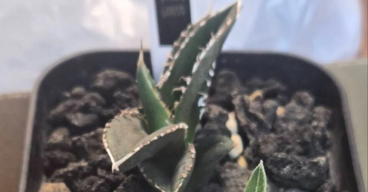 アガベ·チタノタ·豆豆龍(トトロ) キジカクシ科アガベ属 Agave titanota