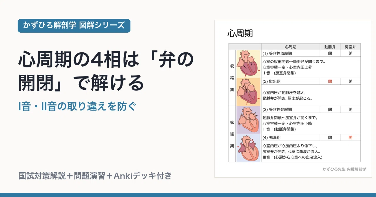心周期の4相は「弁の開閉」で解ける｜I音・II音の取り違えを防ぐ｜かず