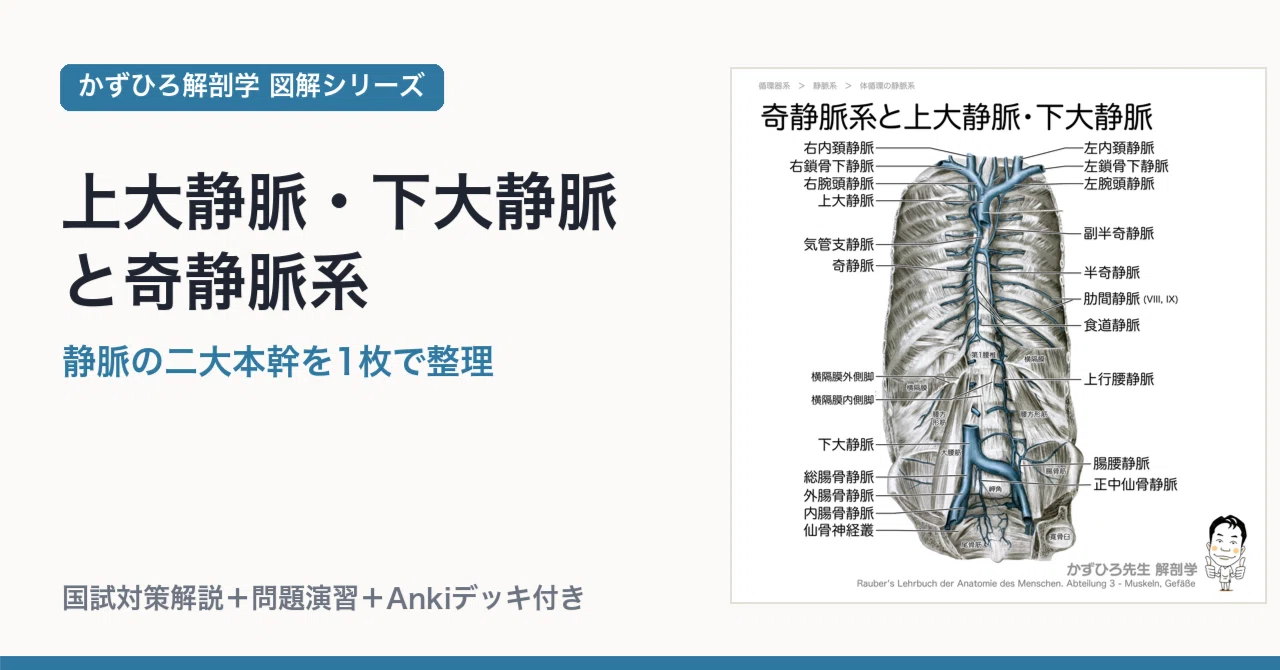 静脈 上大静脈・下大静脈と奇静脈系｜静脈の二大本幹を1枚で整理｜かずひろ