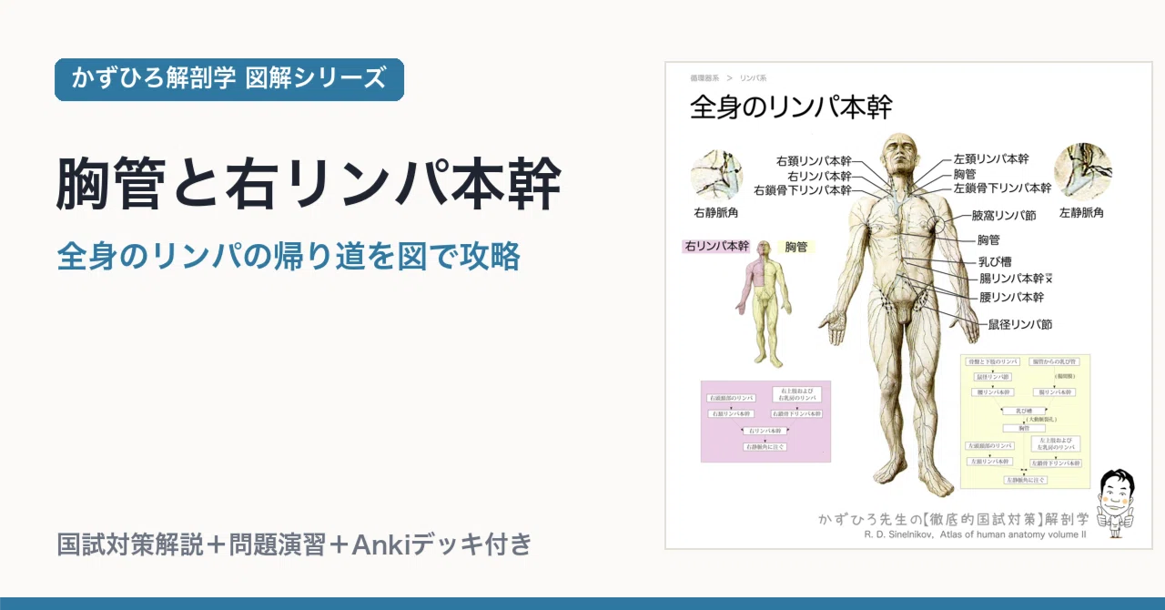 胸管と右リンパ本幹｜全身のリンパの帰り道を図で攻略｜かずひろ先生