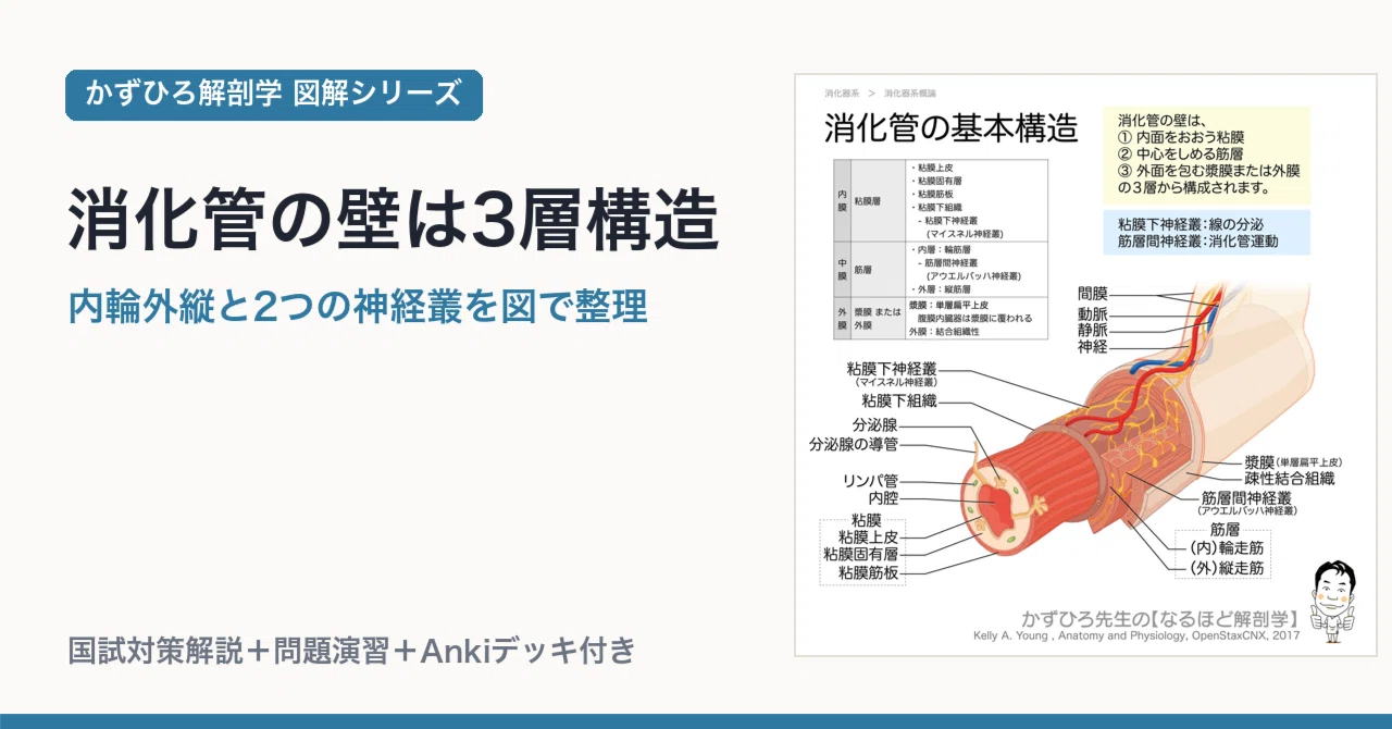 消化管の壁は3層構造｜内輪外縦と2つの神経叢を図で整理｜かずひろ先生