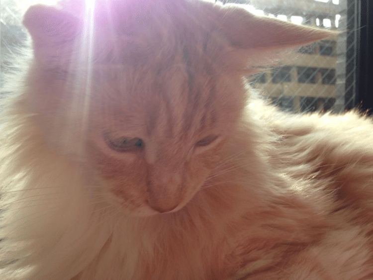 太陽さんで、日光浴♡
マリーは今日もとってもやさしいお顔をしてる。
かわいいeriの天使。

#猫 #メインクーン #ねこ #cat #mainecoon #angel #お日さま #光合成 