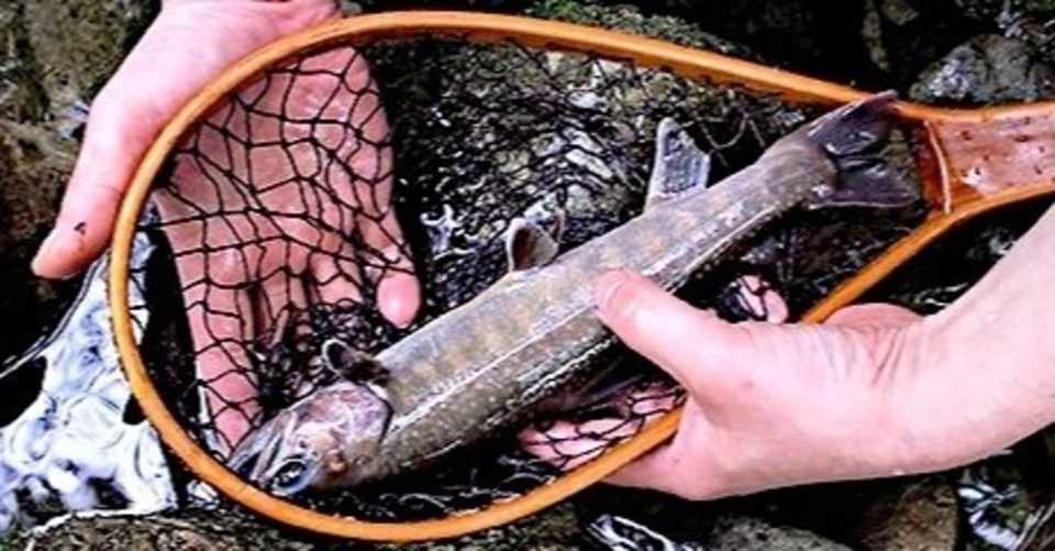 小さな枝沢に棲む尺岩魚 Taku Note