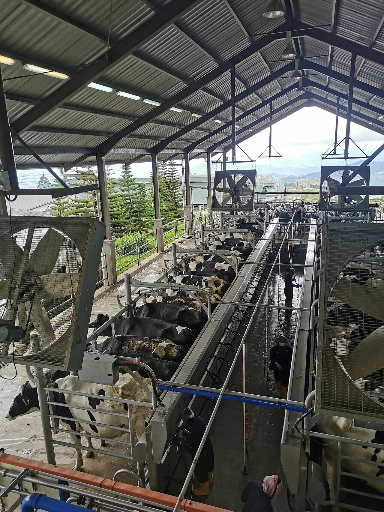 Holstein dairy cows lined up in a milking parlor and a person working. The appearance of mechanization at the dairy farm leads to the next section, which considers the movement of smart agriculture.
