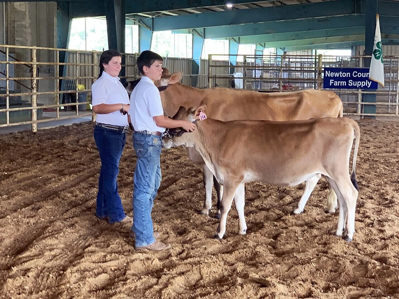 An exhibition showing young people in white clothes leading Jersey dairy cows in a dirt arena. Examples that make the livestock site feel familiar will be fleshed out in the next section.
