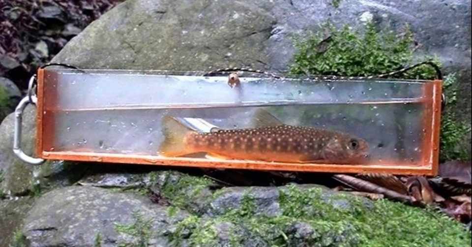 25年ぶり 初めて岩魚を釣った沢 Taku Note