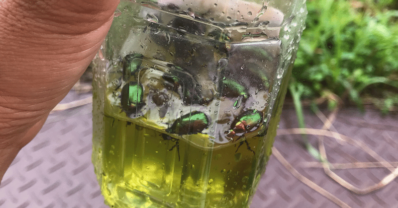 カメムシのニオイか 洗剤のニオイか トム ソーヤー note