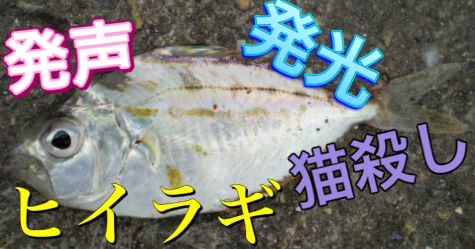 発光 発声 猫殺しの魚 ヒイラギ 釣り 山阿呆の大学生 Note