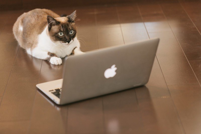 ノートパソコンを見る猫2
