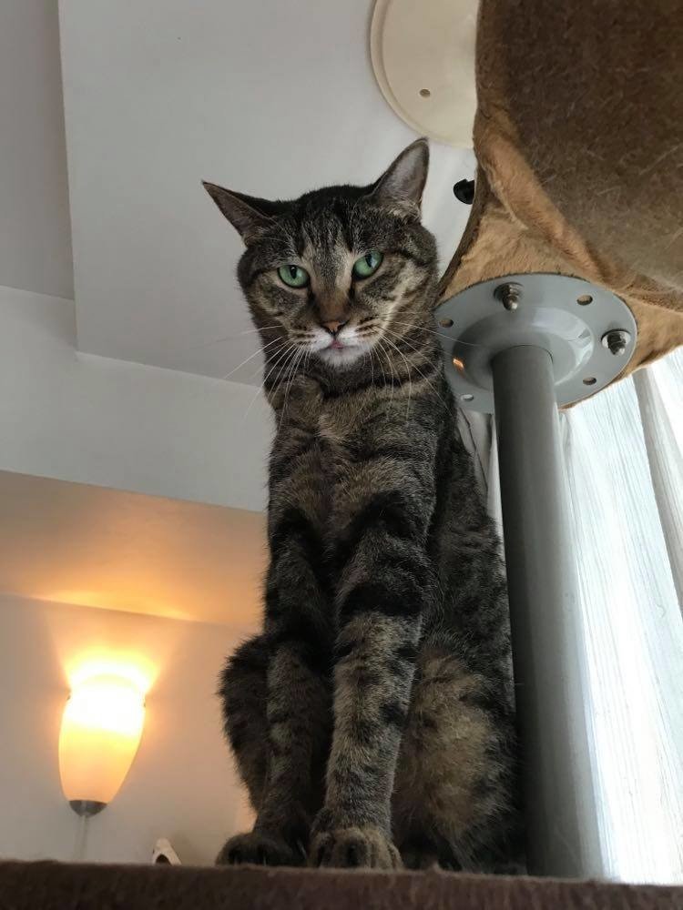 耳がすぐイカになる猫のこと とら猫 編集長兼翻訳びと Note