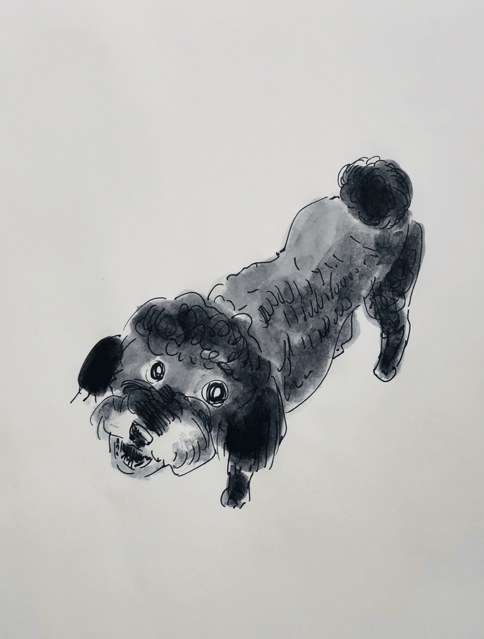 我が家の愛犬 Shin Note