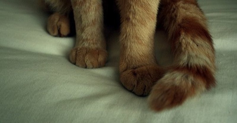 ピートと名付けられるはずだった猫の話 Peat Note ピートと名付けられるはずだった猫の話 Peat Note