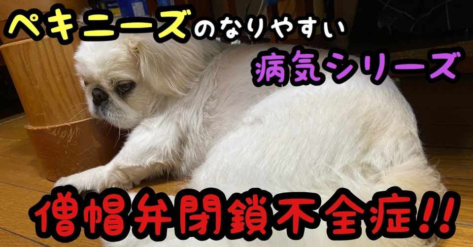 ペキニーズのなりやすい病気シリーズ 僧帽弁閉鎖不全症 ドッグライフサポーター 獅子パパ Note