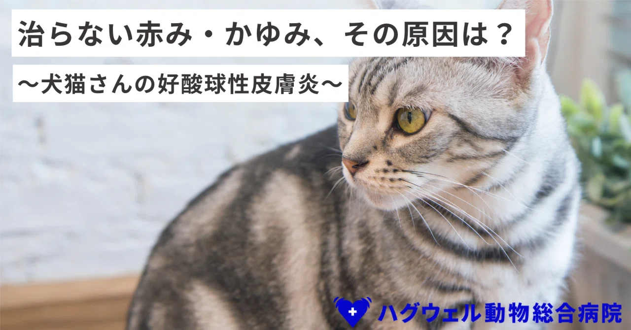 [Supervised by a Veterinarian] That Persistent Redness: Could It Be an ...