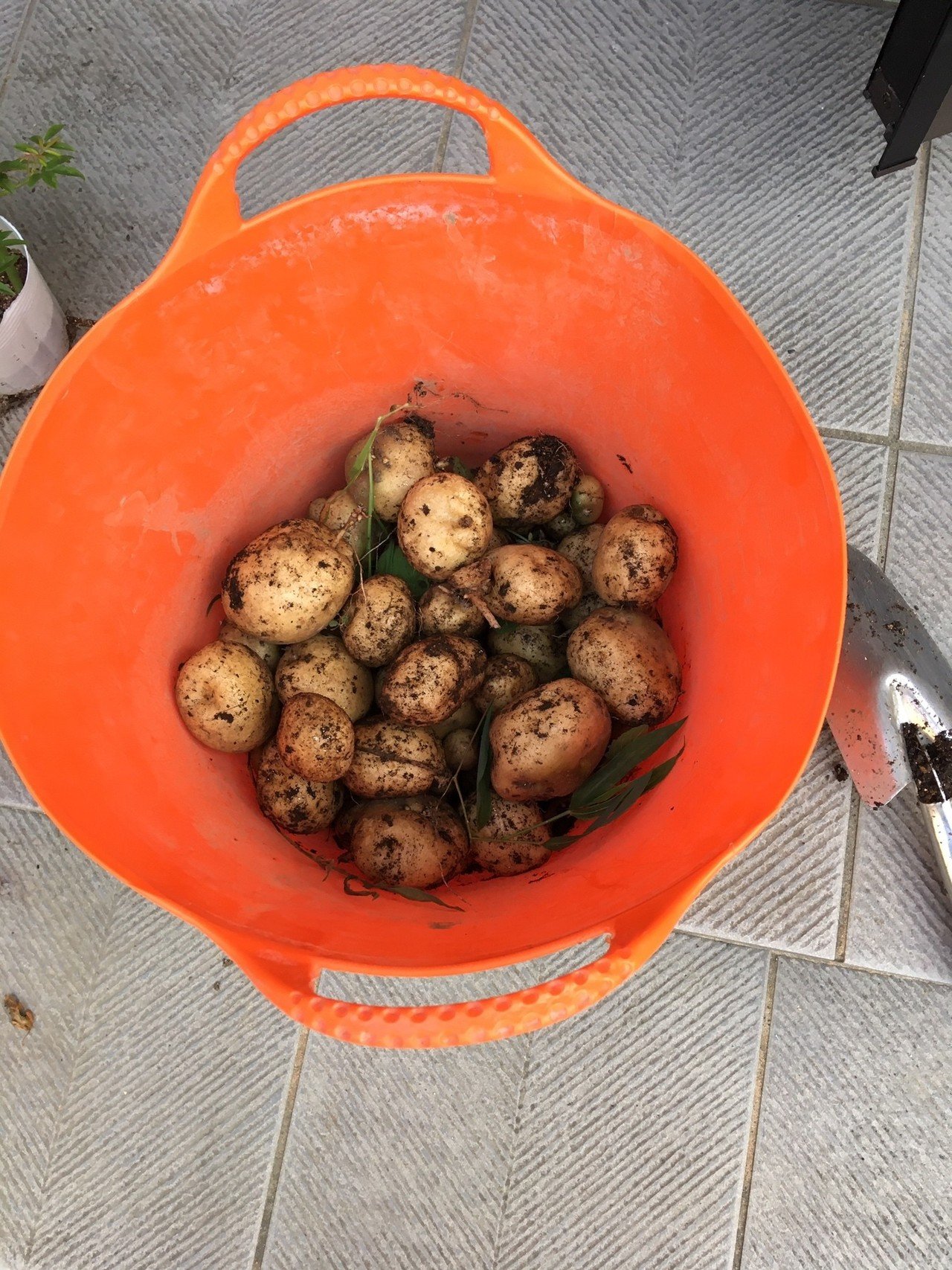 08 04 Tue 今日の収穫 梅雨入りタイミングで 全ての葉っぱをテントウムシだまし という人たちに食べられて 土中に放置されていた ジャガイモくん達 やっと土が乾燥したので 2列あったうち Kako T Note