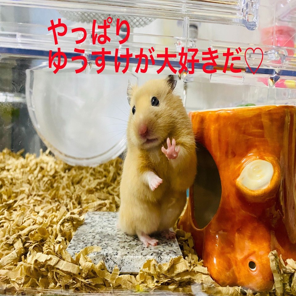 ハムスター飼育日記101日目と13日目 8 4 サトウショウヘイ Note