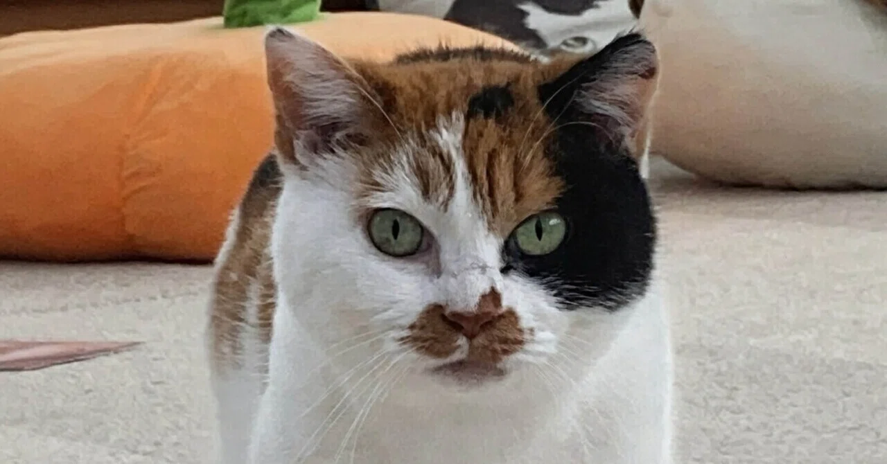 ニャんて美だ！｜保護ねこカフェおむすび