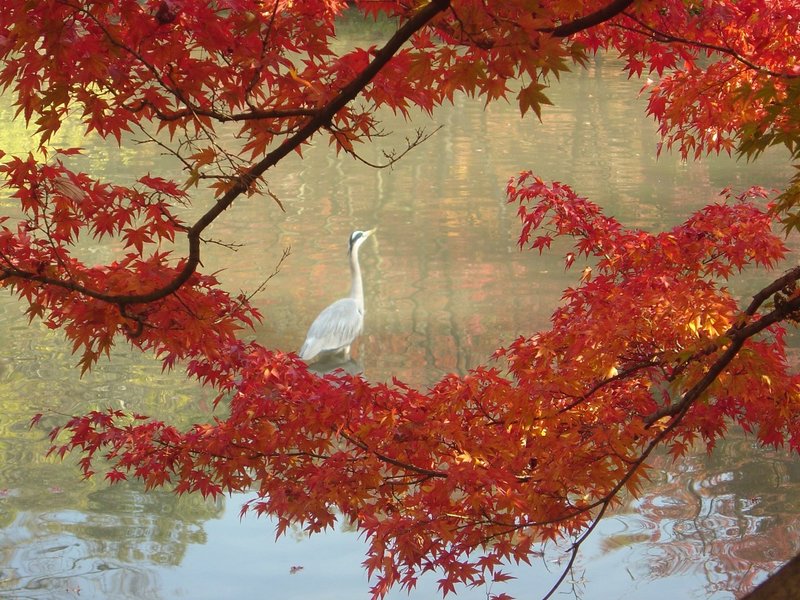 京都府立植物園の紅葉 13