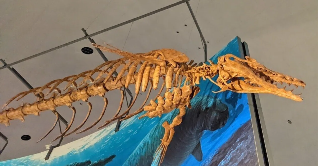 The boy who dug up his hamster's grave in middle school became a whale ...