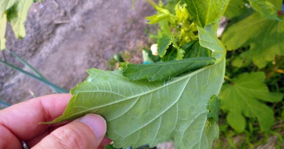 オクラの葉をクレープのように巻いて巣を作る虫 Ogawatakanori Note