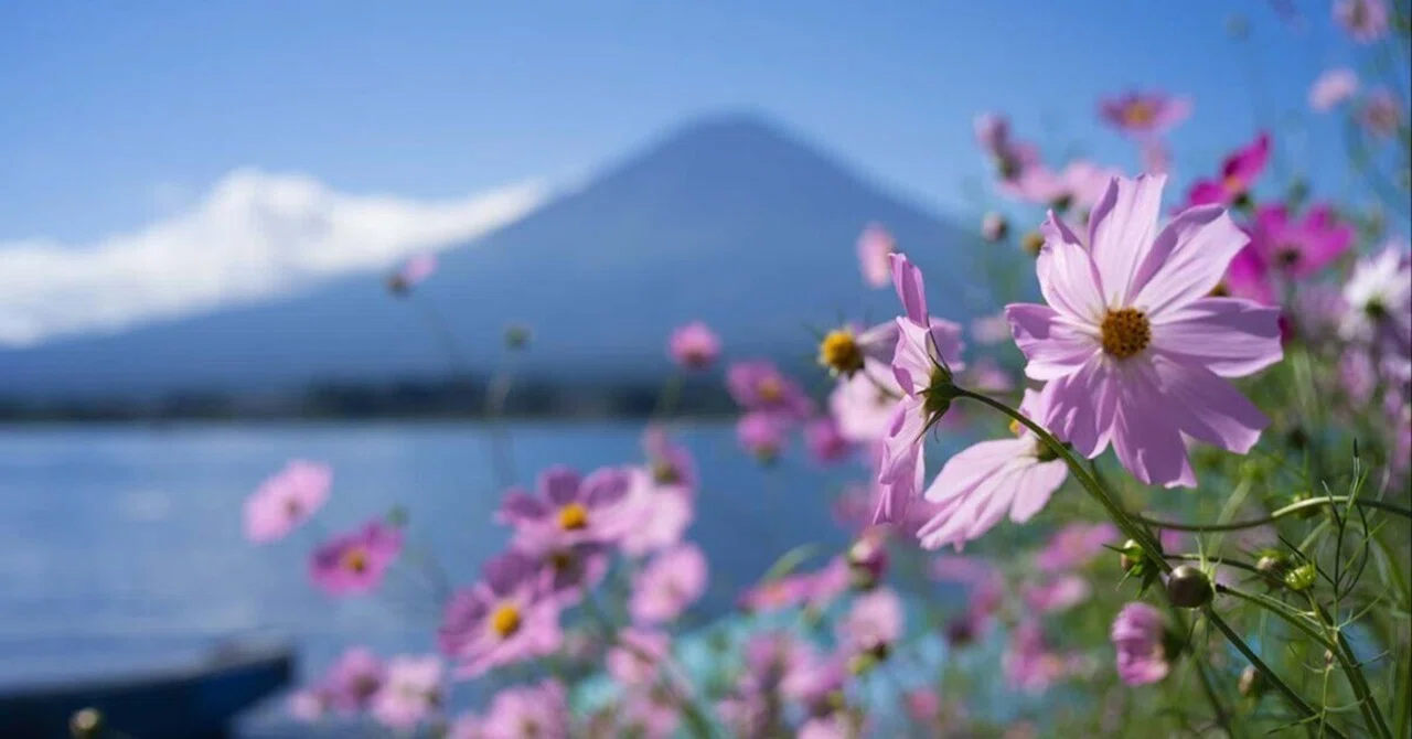 希望の朝 ― 富士とコスモス ― 秋桜富士＠河口湖 | Z f + Kistar 40mm F2.4｜borichan | 旅するカメラ