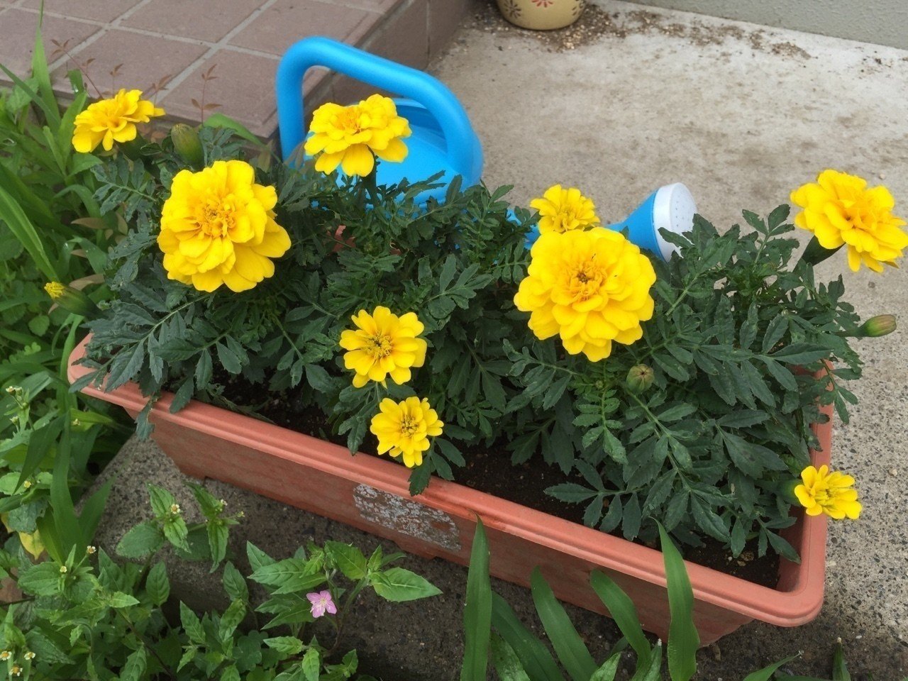 マリーゴールド観察日記 あおにーな Note