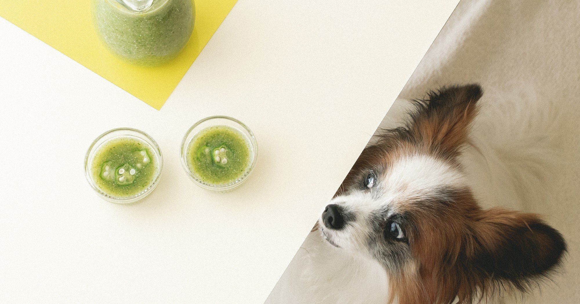 犬の熱中症対策にも オクラときゅうりとかつおぶしの夏スープ 手作り犬おやつレシピ 単品購入 いちかわあやこ 犬ごはん先生 Note 犬の熱中症対策にも オクラときゅうりとかつおぶしの夏スープ 手作り犬おやつレシピ 単品購入 いちかわあやこ 犬ごはん先生 Note