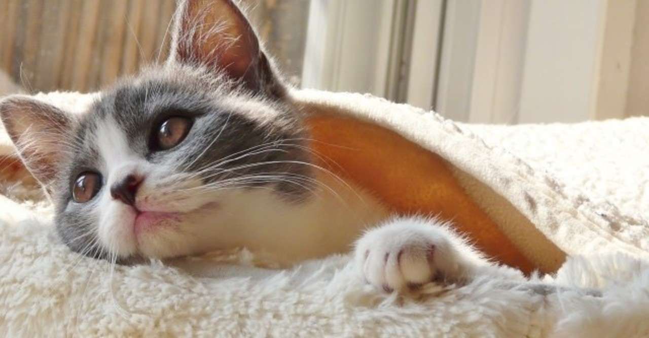 ネコちゃんの中毒 人のサプリメントやワンちゃんのおやつの誤食に注意 ねこちぐら 獣医師 Note