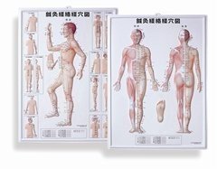 医道の日本』プレイバック！ 第1回 経絡否定論（1952年）｜医道の日本社