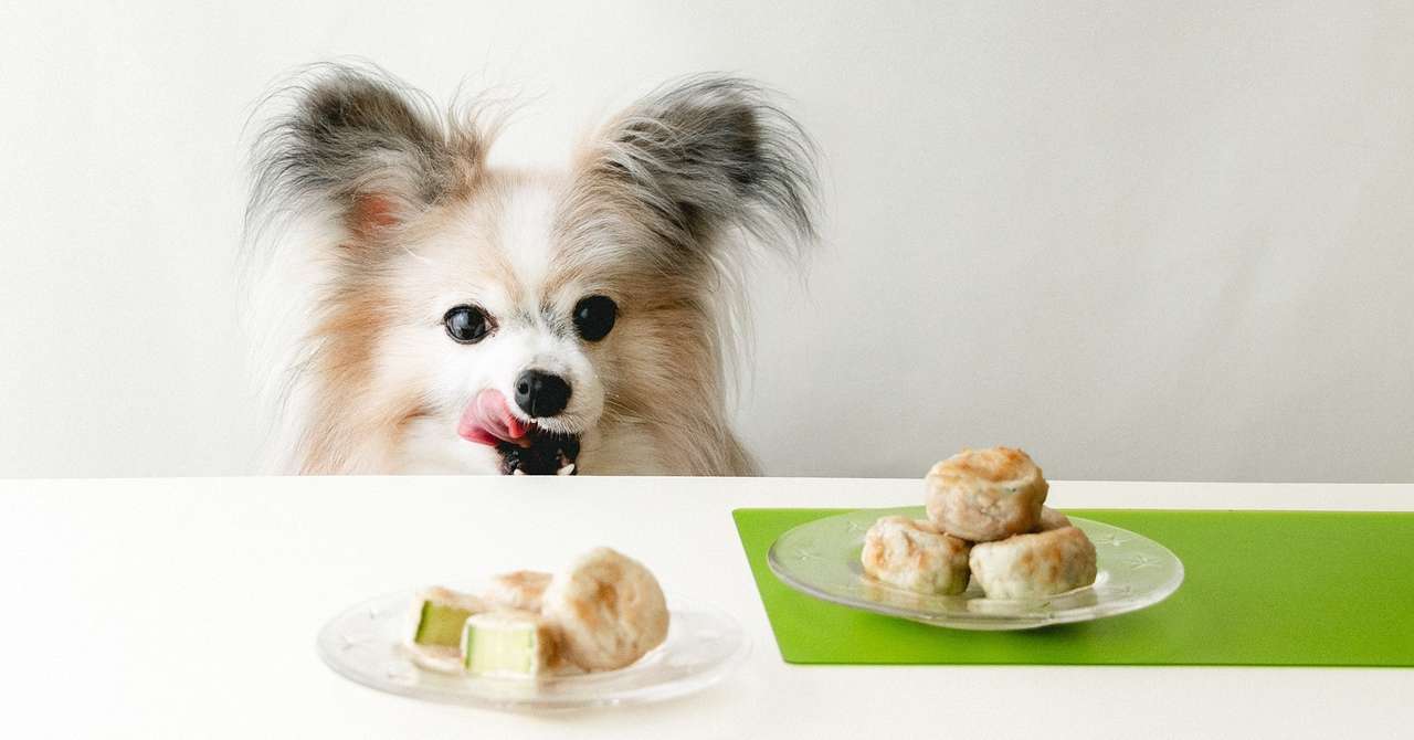 食感を楽しむ きゅうりの豚巻きサイコロステーキ 手作り犬おやつレシピ 犬ごはん先生いちかわあやこ Official Web Site