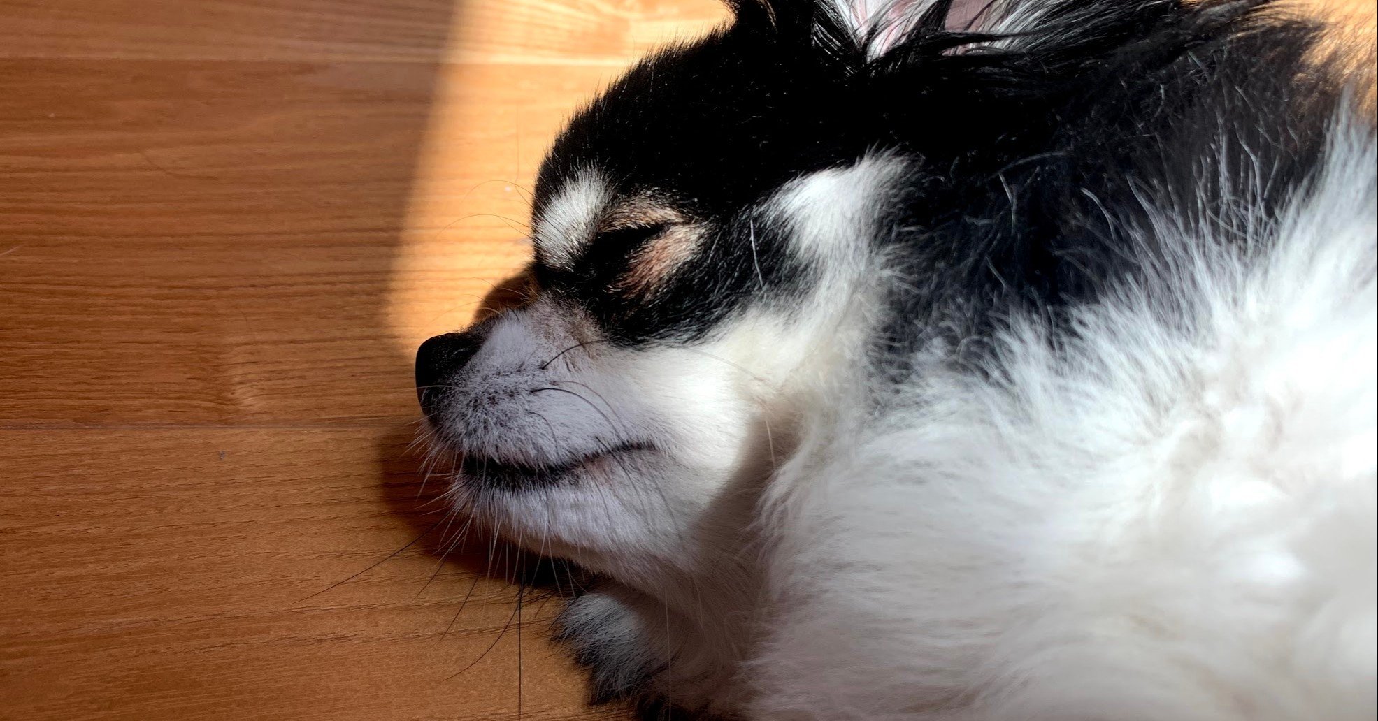 愛犬と暮らす家を愛犬と再考する H Taka Note 愛犬と暮らす家を愛犬と再考する H Taka Note
