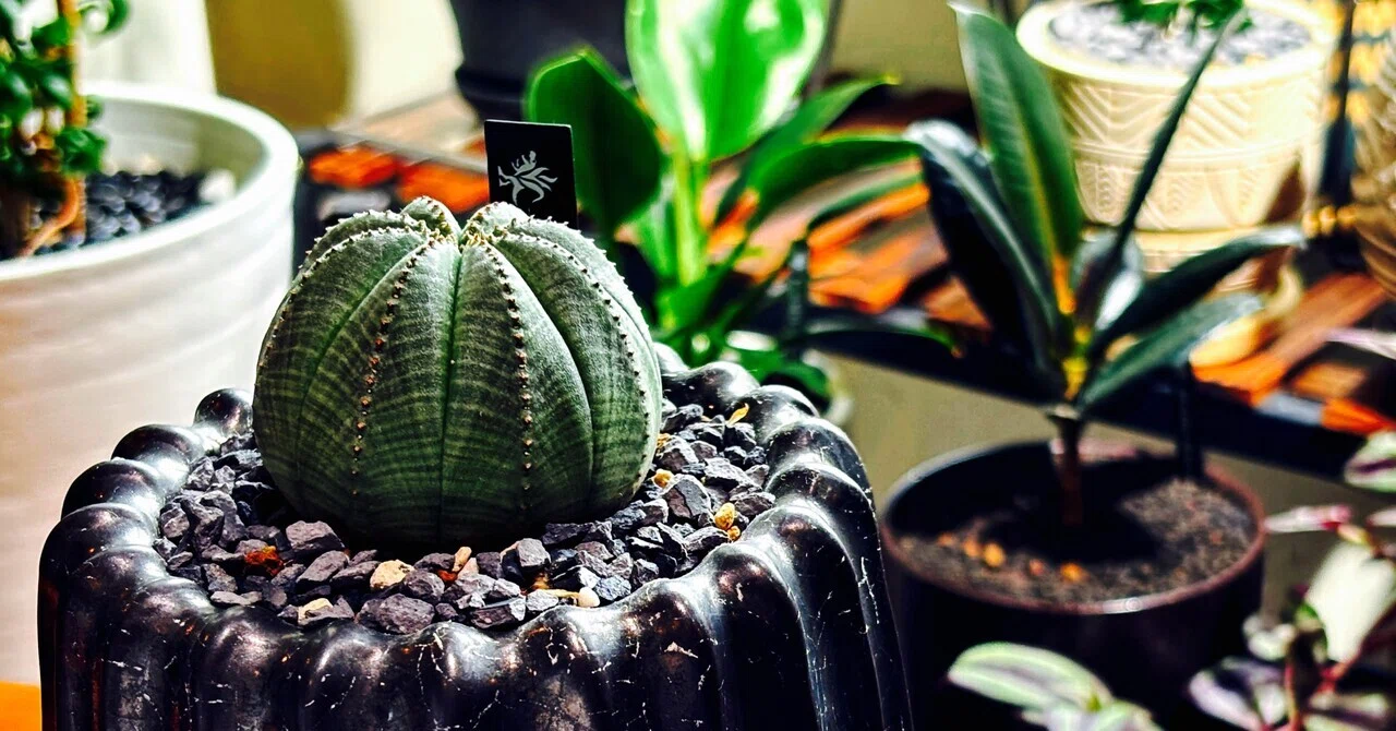 グリーンライフ】趣味の植物図鑑 File.05｜ユーフォルビア・オベサの