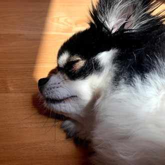 犬とフローリングと病気について H Taka Note