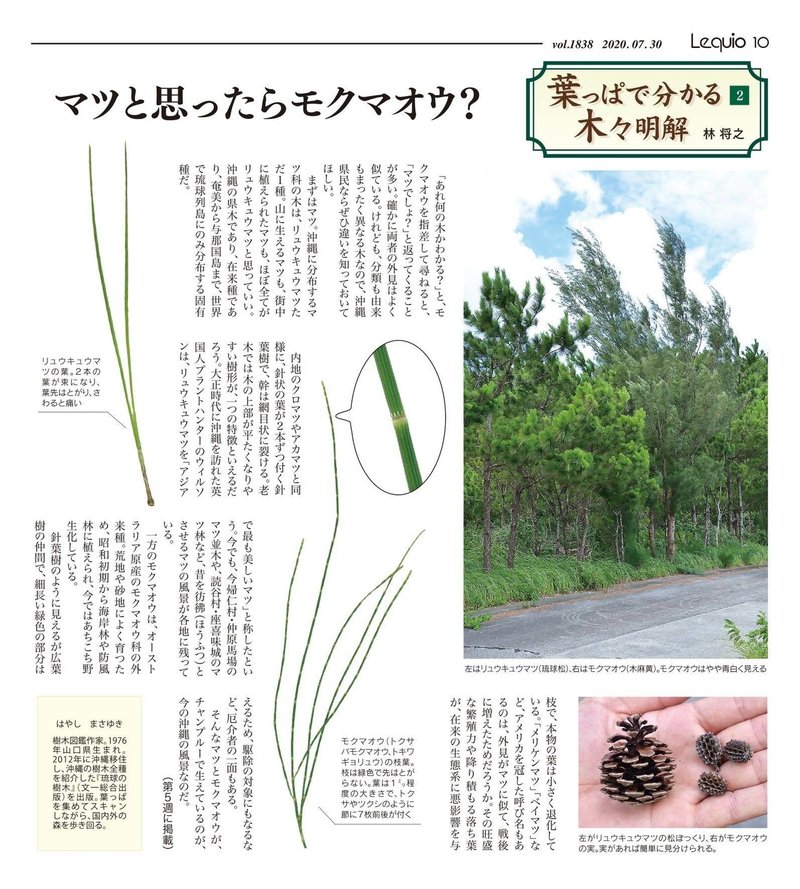 連載 葉っぱでわかる沖縄の木々明解 マツと思ったらモクマオウ 林 将之 Masayuki Hayashi Note