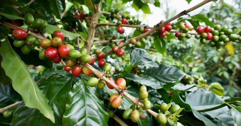 ラオスのコーヒー豆と日本で再会する夏