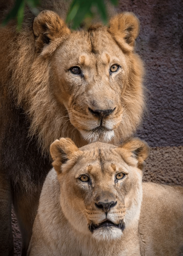 動物園の苦渋の決定 ノリノリ Note
