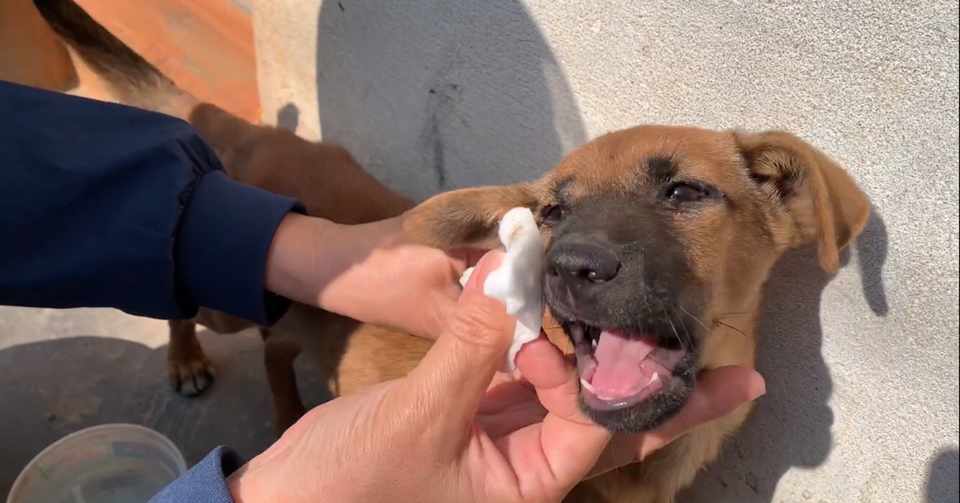 死にそうになっていたワンコを 家で保護することに でもある日 保護犬の行動に違和感が 犬のほのぼの話 癒しのワンコ Note