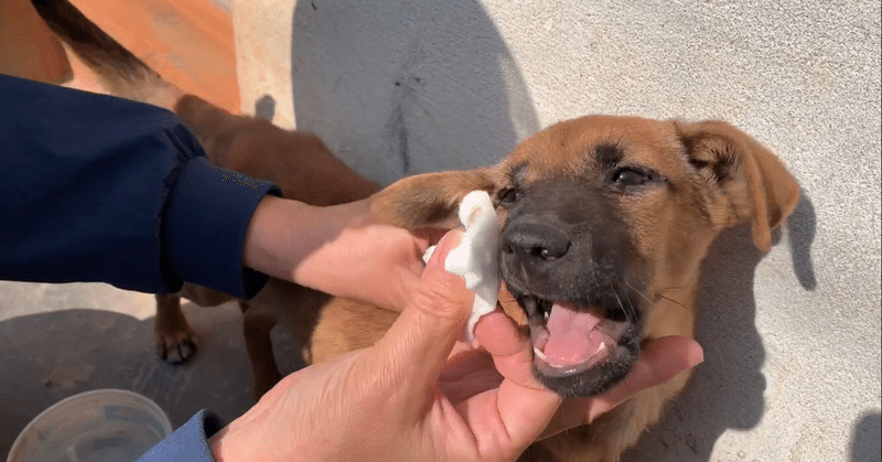 死にそうになっていたワンコを 家で保護することに でもある日 保護犬の行動に違和感が 犬のほのぼの話 癒しのワンコ Note