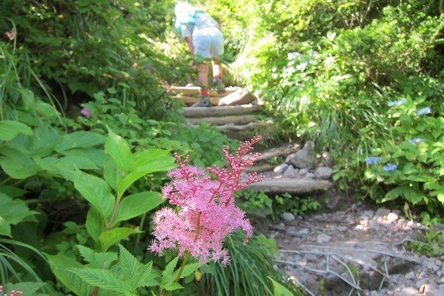 弥山山頂の花情報 大山ゲストハウス寿庵 Note