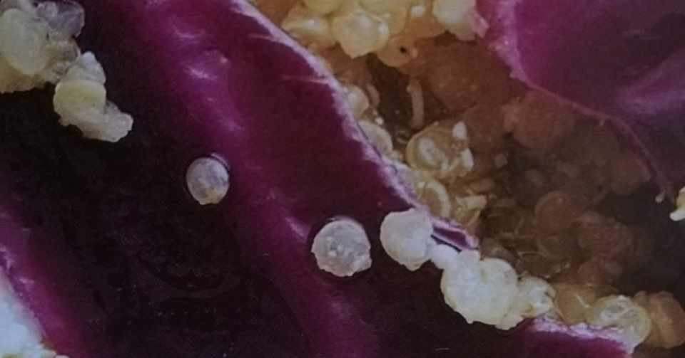 色々探した雑穀ﾚｼﾋﾟ本 Note