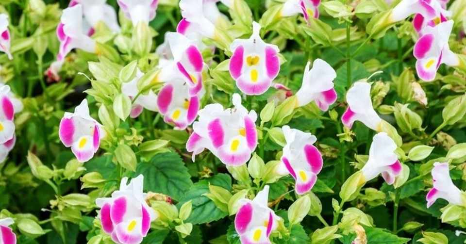 誕生花6 月6 日