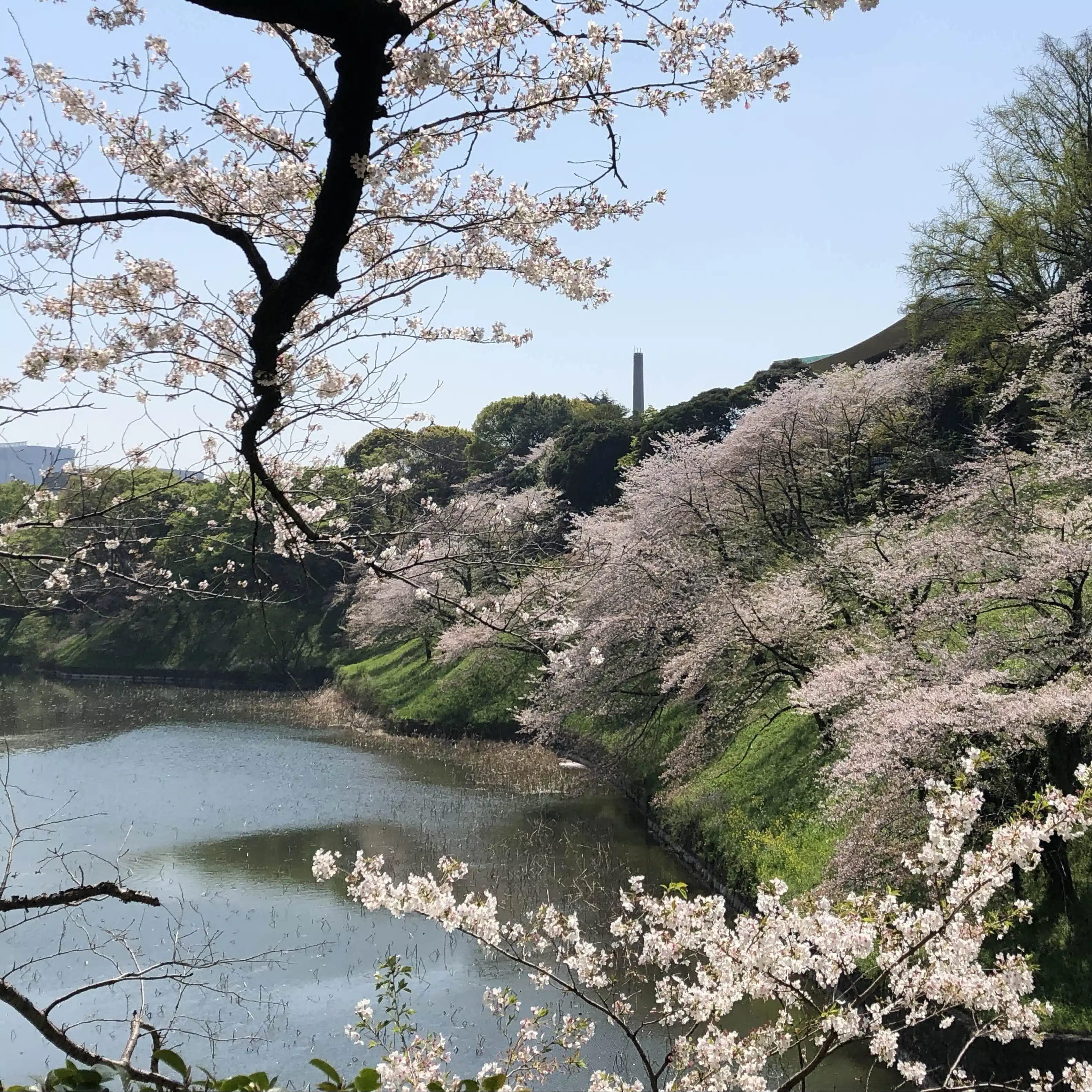 シヨカ
