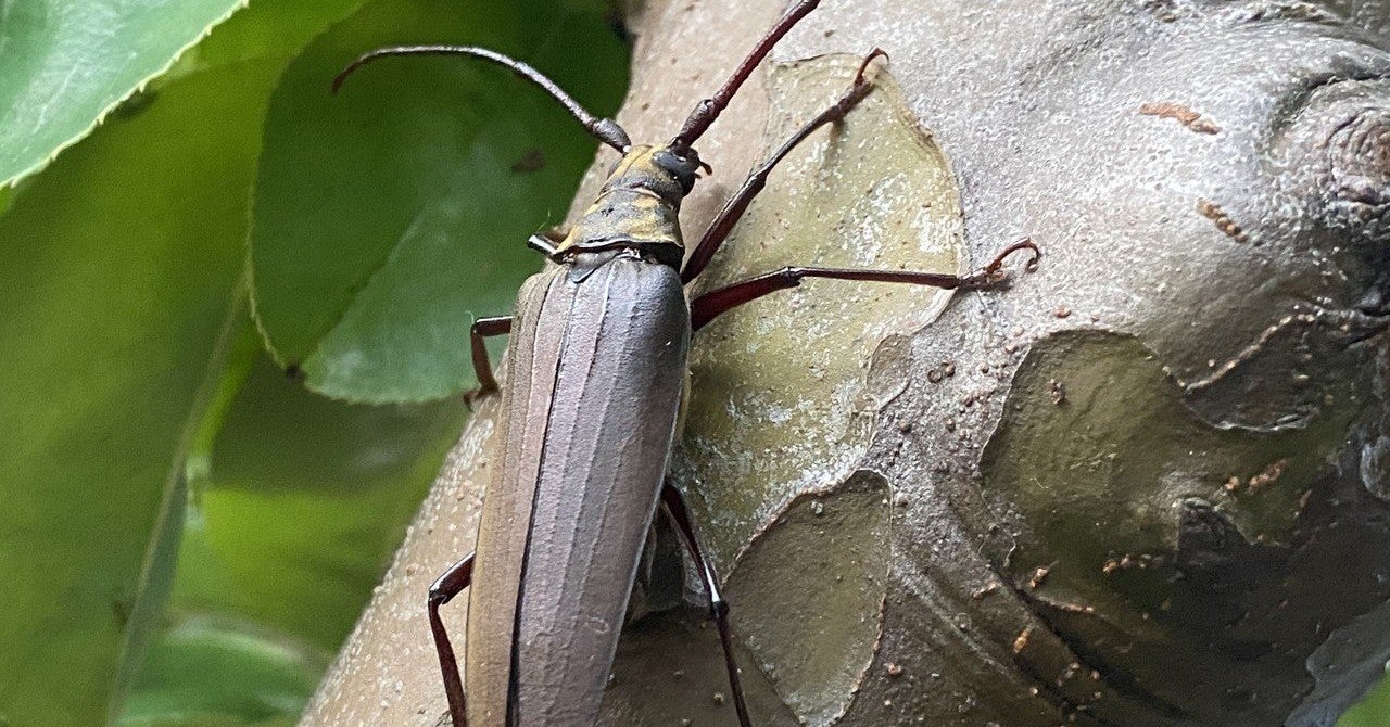 威嚇音が猛々しい ウスバカミキリを捕まえた｜Noriaki Kawanishi