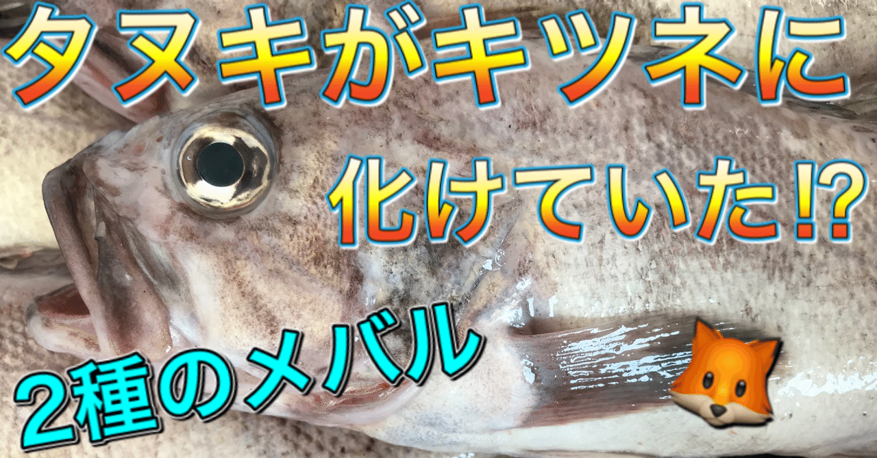 キツネに化けたタヌキな魚 釣り 山阿呆の大学生 Note