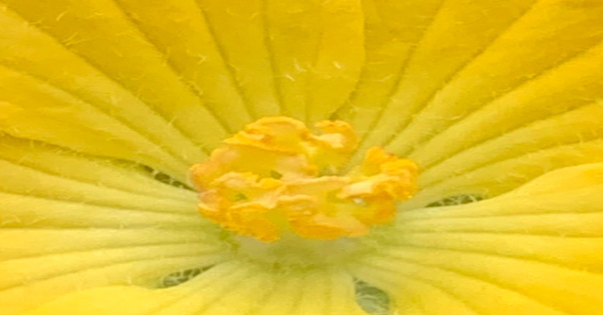 7 22 ヘチマの花 We Can Do It Note 7 22 ヘチマの花 We Can Do It Note