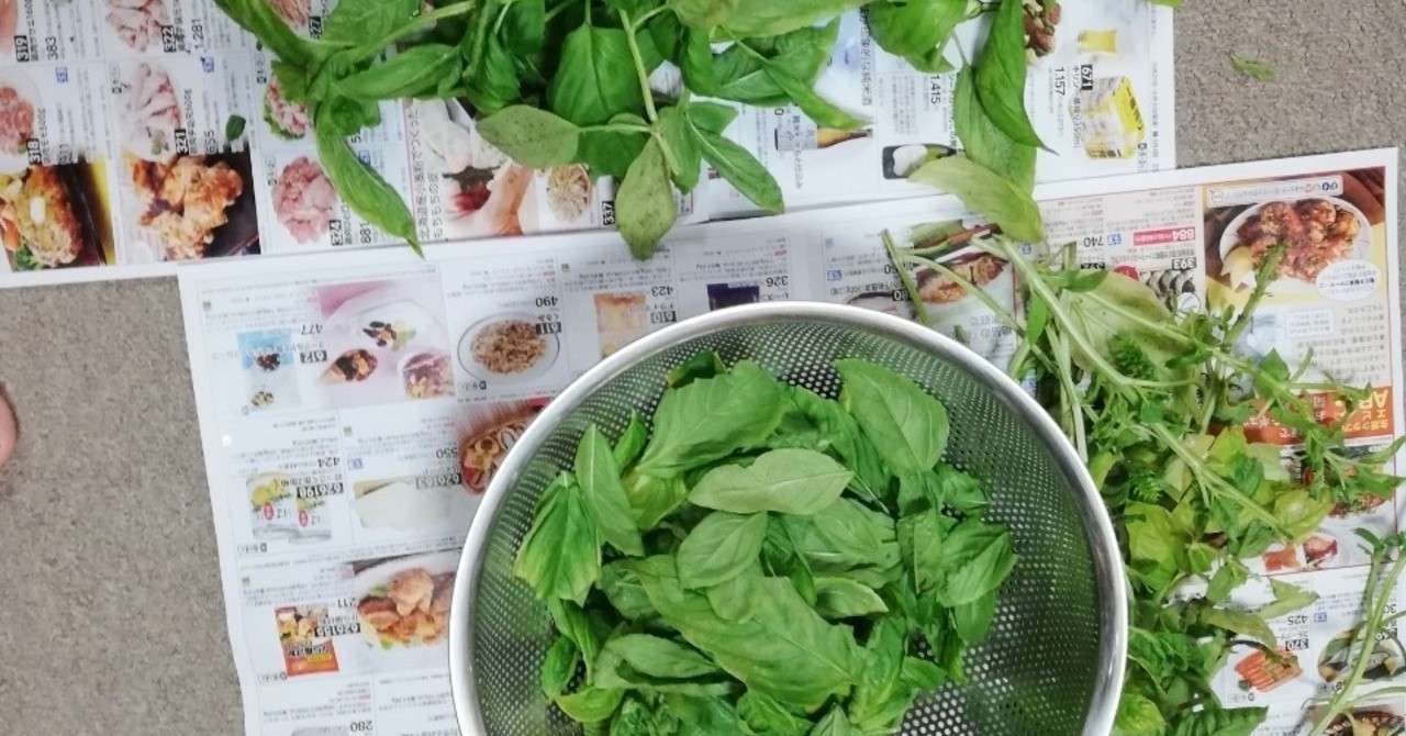 Vol 62 バジルの収穫 バジルソース作り 2回目 プランター野菜道 オットが家事 育児に精を出してみた オットセイ オットが家事 育児に精を出してみた Note