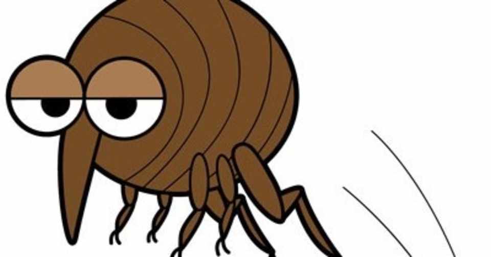 人生 将来何したいの 飛べないノミが飛べると気づいた ごまゆ Note