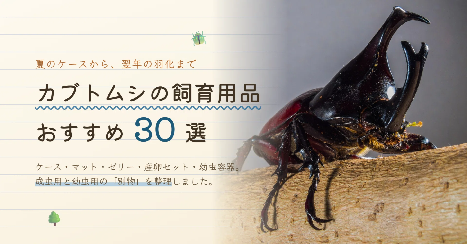 カブトムシの卵の見つけ方決定版!底に見えない理由と割り出し手順