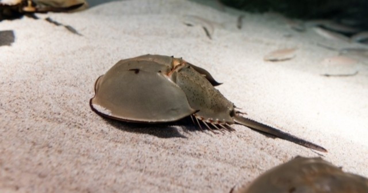 医薬品の品質管理で利用されるカブトガニ 引退する日は近いのか 黒坂宗久 黒坂図書館 館長 Note