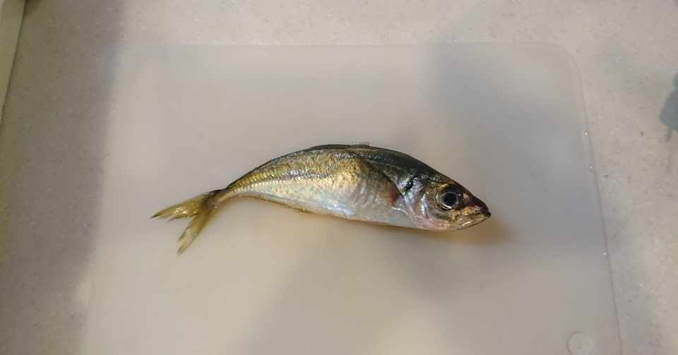 さかなさかなさかな みつめ Note